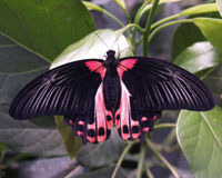 Papilio rumanzovia