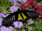 Troides radamantus